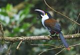 Black-billed Mountain-Toucanborder=